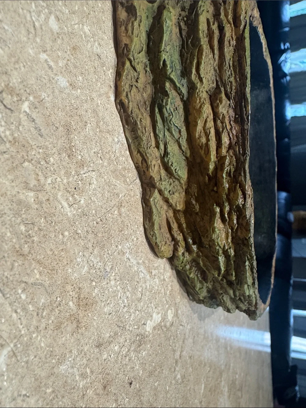 Reptile Dish